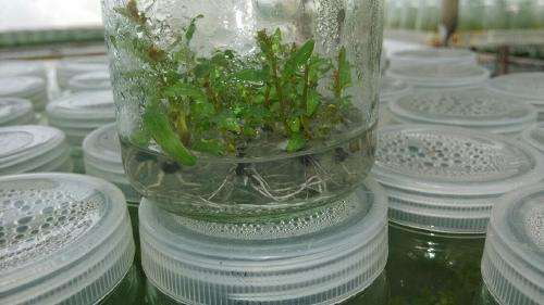 桉树组培瓶苗-DH32-29桉树组培苗-29号桉树组培苗 