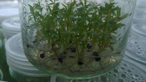 昭通桉树组培苗-迪庆桉树组培苗基地-丽江桉树组培苗怎么种 