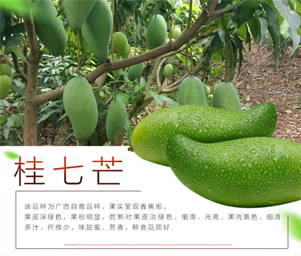 海南省哪里有桂七芒果苗-广西桂七芒果苗-桂七芒果苗 