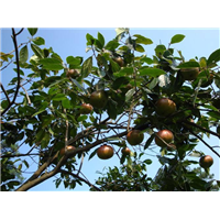 昭通大果红花油茶苗基地-文山大果红花油茶苗成活率高 