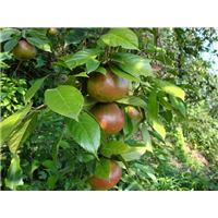 大果红花油茶批发/海南大果红花油茶种植指导 