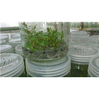 桉树组培瓶苗-DH32-29桉树组培苗-29号桉树组培苗 