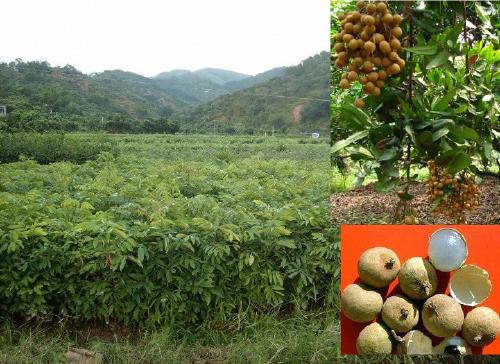 石硖龙眼苗批发#广西石硖龙眼苗种植基地 