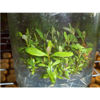 北海桉树组培苗-来宾桉树组培苗报价-贵港桉树组培苗种植技术 