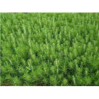 百色湿地松苗-贺州湿地松苗报价-桂林湿地松苗种植技术 