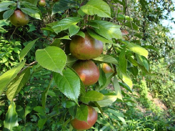 大果红花油茶批发/海南大果红花油茶种植指导 