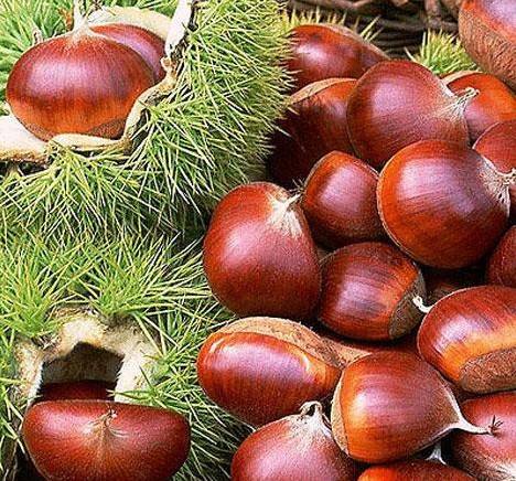 批发 板栗苗  板栗营养袋苗 