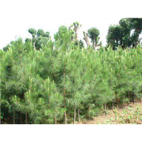 保山湿地松苗-大理湿地松苗基地-怒江湿地松苗怎么种 