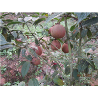 广宁大果红花油茶苗批发-梧州大果红花油茶苗 