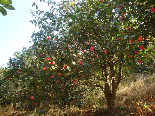 大果红花油茶报价/湖南大果红花油茶成活率高 