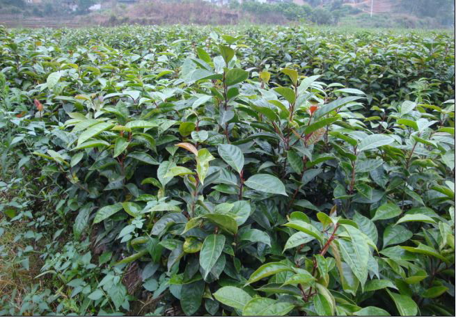 昆明大果红花油茶苗报价-临沧大果红花油茶苗订购电话 