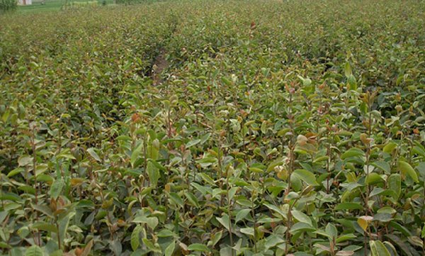 软枝油茶苗价格#江苏岑溪软枝油茶苗成活率高 