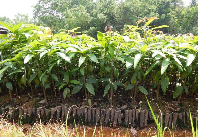 昭通大袋芒果苗-迪庆大袋芒果苗批发-丽江大袋芒果苗种植基地 