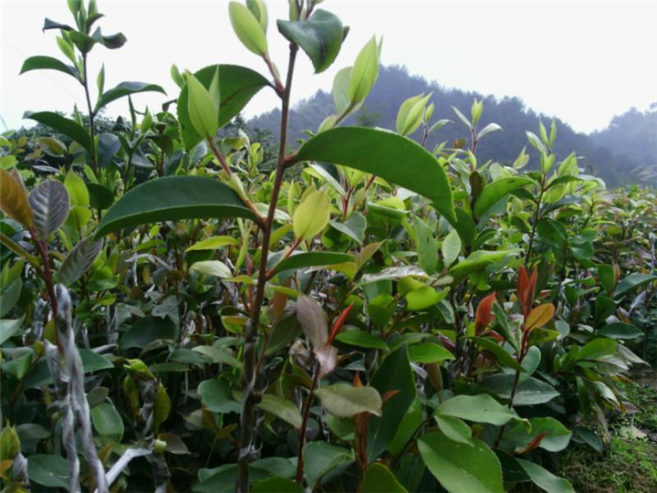 软枝油茶苗报价%广西岑溪软枝油茶苗成活率高 