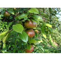 南宁大果红花油茶苗批发-贵港大果红花油茶苗专业嫁接 