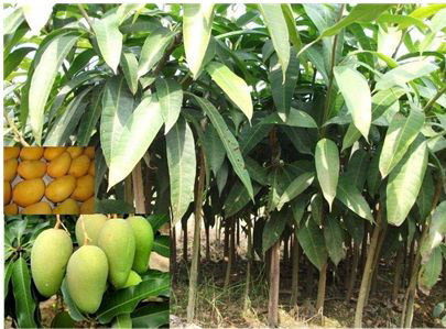 北海绿化芒果袋苗报价-贺州绿化芒果袋苗专业嫁接 