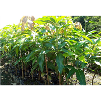云南桂七芒果苗-广西桂七芒果苗报价-百色桂七芒果苗种植技术 