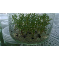 昭通桉树组培苗-迪庆桉树组培苗基地-丽江桉树组培苗怎么种 