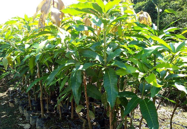 防城港绿化芒果袋苗批发-柳州绿化芒果袋苗种植基地 