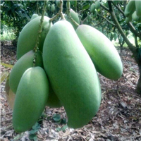 桂七芒果苗   批发 