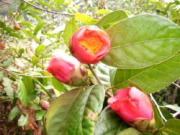 大果红花油茶报价@大果红花油茶种植技术要点 