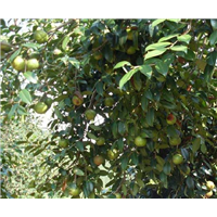 丽江岑溪软枝油茶苗基地-怒江岑溪软枝油茶苗种植基地 