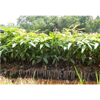 昆明台农芒果苗-普洱台农芒果苗批发-红河台农芒果苗种植基地 