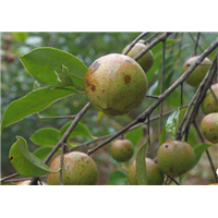 南宁岑溪软枝油茶苗基地-贵港岑溪软枝油茶苗种植基地 