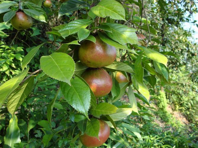曲靖大果红花油茶苗基地-楚雄大果红花油茶苗种植基地 