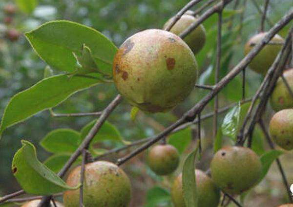 玉溪岑溪软枝油茶苗基地-大理岑溪软枝油茶苗成活率高 