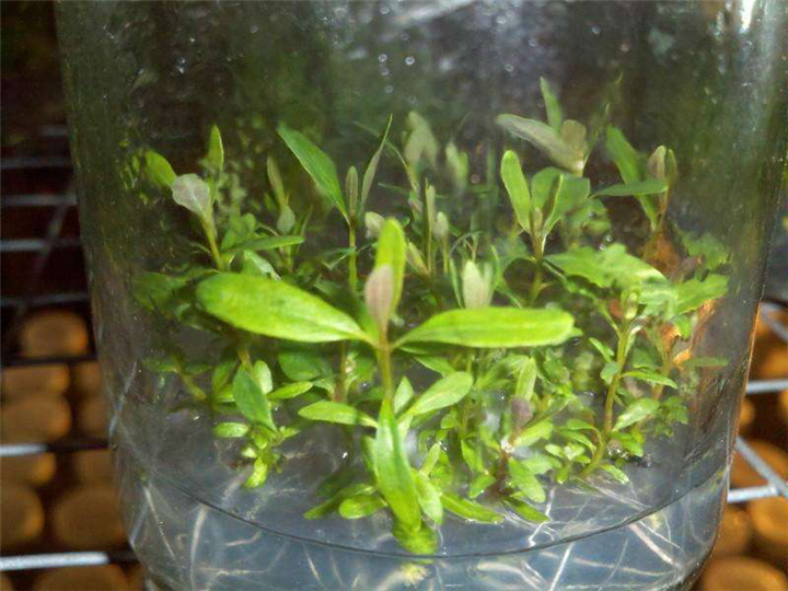 百色桉树组培苗-贺州桉树组培苗批发-桂林桉树组培苗种植基地 