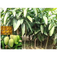 保山桂七芒果苗-大理桂七芒果苗批发-怒江桂七芒果苗种植基地 
