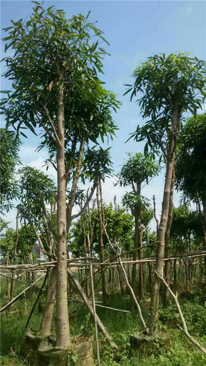 扁桃树苗报价/福建扁桃树苗种植指导 