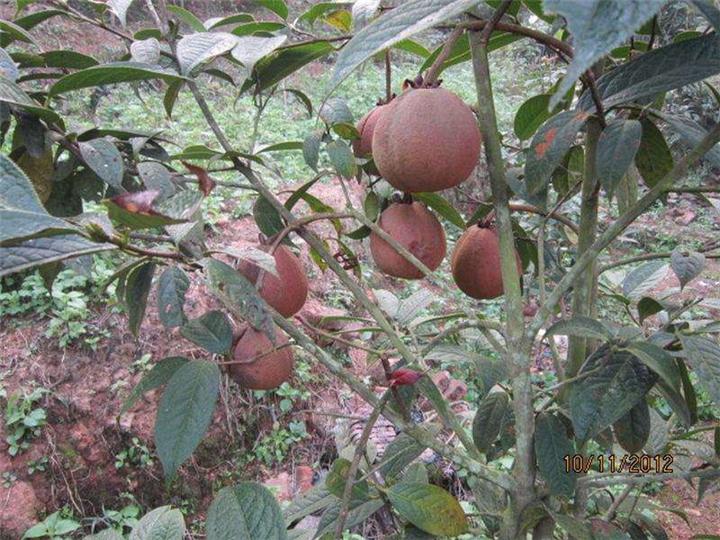 北海大果红花油茶苗基地-贺州大果红花油茶苗种植基地 