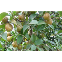 崇左岑溪软枝油茶苗基地-来宾岑溪软枝油茶苗成活率高 