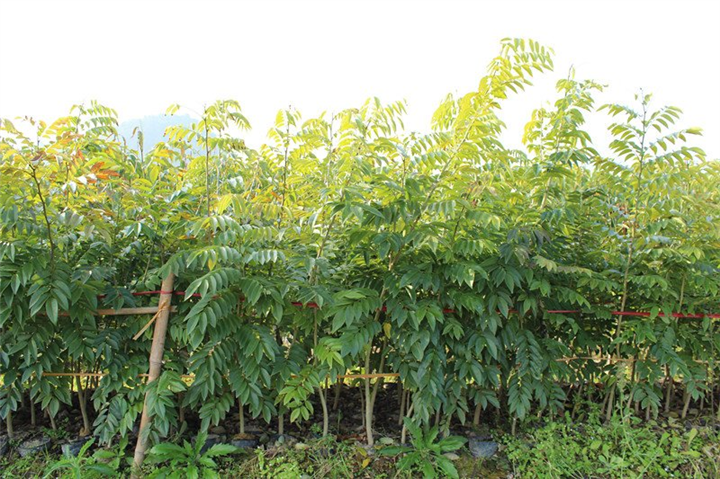 海南黄花梨批发#广东海南黄花梨种植指导 