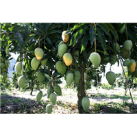 普洱绿化芒果袋苗批发-迪庆绿化芒果袋苗专业嫁接 