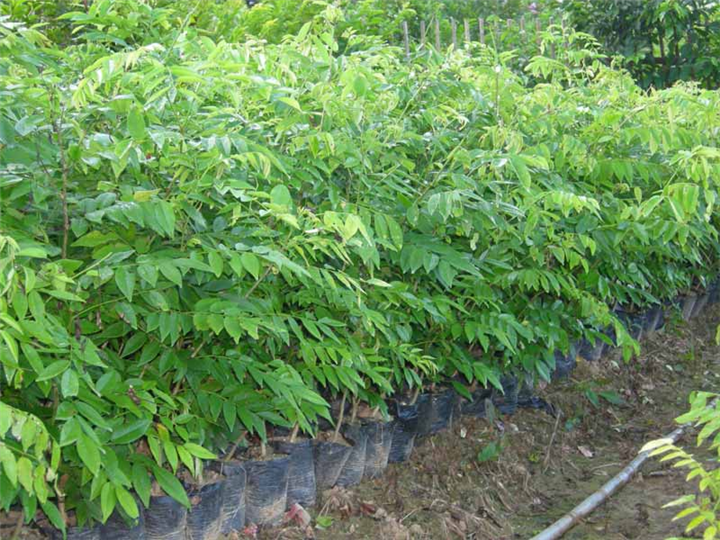 海南黄花梨批发#海南黄花梨种植技术 