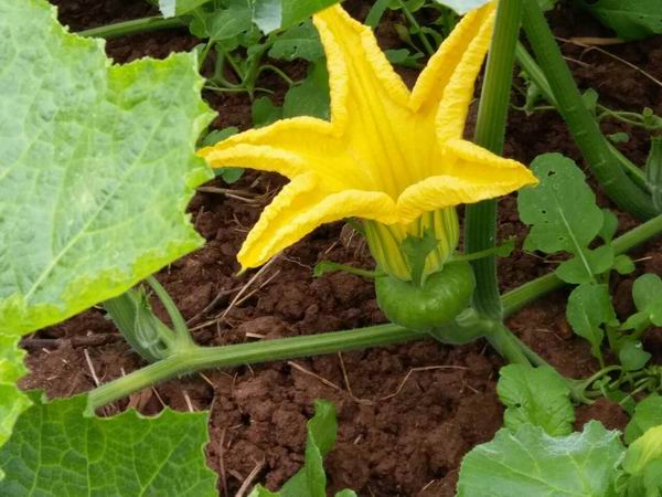 上海哪里有卖姜柄瓜#杭州哪里有卖姜柄瓜