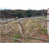 哪里有卖姜柄瓜#上海哪里有卖姜柄瓜