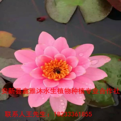 睡莲苗销售地址电话/睡莲种植方法技术管理 
