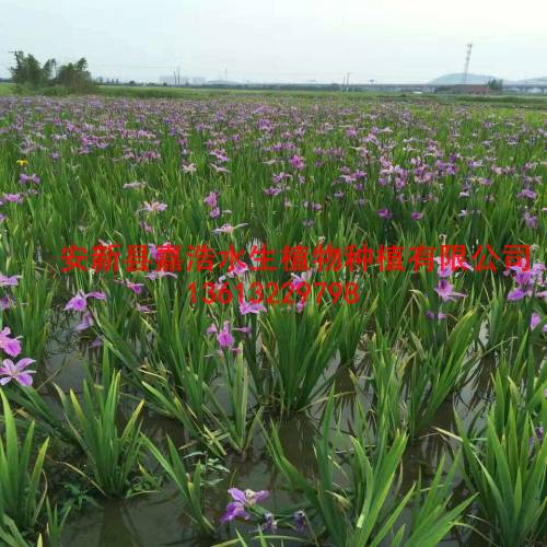山西省【荷花】种植季节/观赏荷花种植厂家/荷花苗 