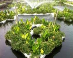 河道水生植物种植有哪些/盆栽荷花/芦苇苗/睡莲苗 