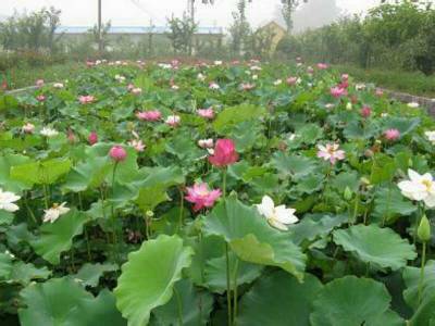 浙江荷花苗销售/浙江水生植物订购电话 
