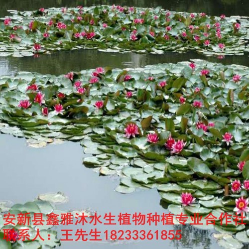 污水【水生植物】价格/观赏荷花价格/观赏睡莲种植 