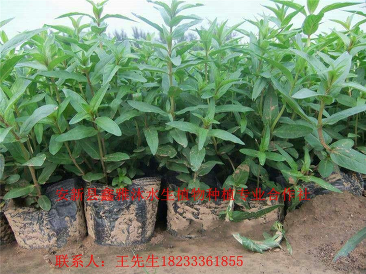 千屈菜苗/荷花苗/芦苇苗/睡莲苗/香蒲苗 