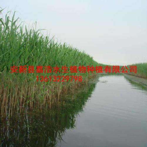 长治市芦苇种苗销售商/长治市芦苇种植价格 