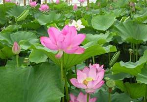 安徽荷花苗苗木/安徽水生植物**报价 