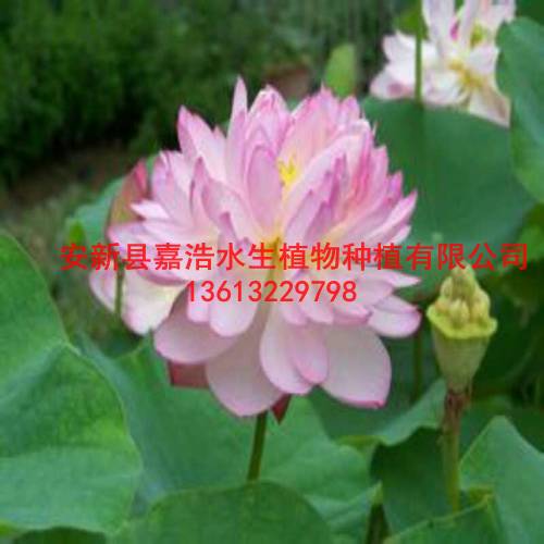 沈阳市【荷花种植】厂家/盆栽荷花厂家/睡莲苗价格 