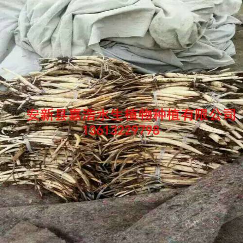 【荷花种苗】/盆栽荷花价格/盆栽睡莲价格 